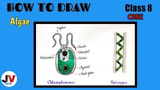 algae diagram class 8|algae drawing class 8|chlamydomonas diagram