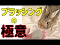 獣医が教える【正しいうさぎのブラッシング】#84　うさぎの飼い方Vol.41