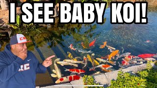 Baby Koi in my Backyard Pond!