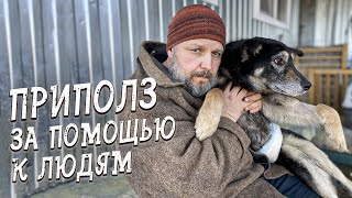 Спасение животных/ После второй операции, Рексу стало только хуже