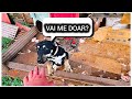 Cachorro resgatado perdeu o controle e destruiu tudo !( E agora ?)