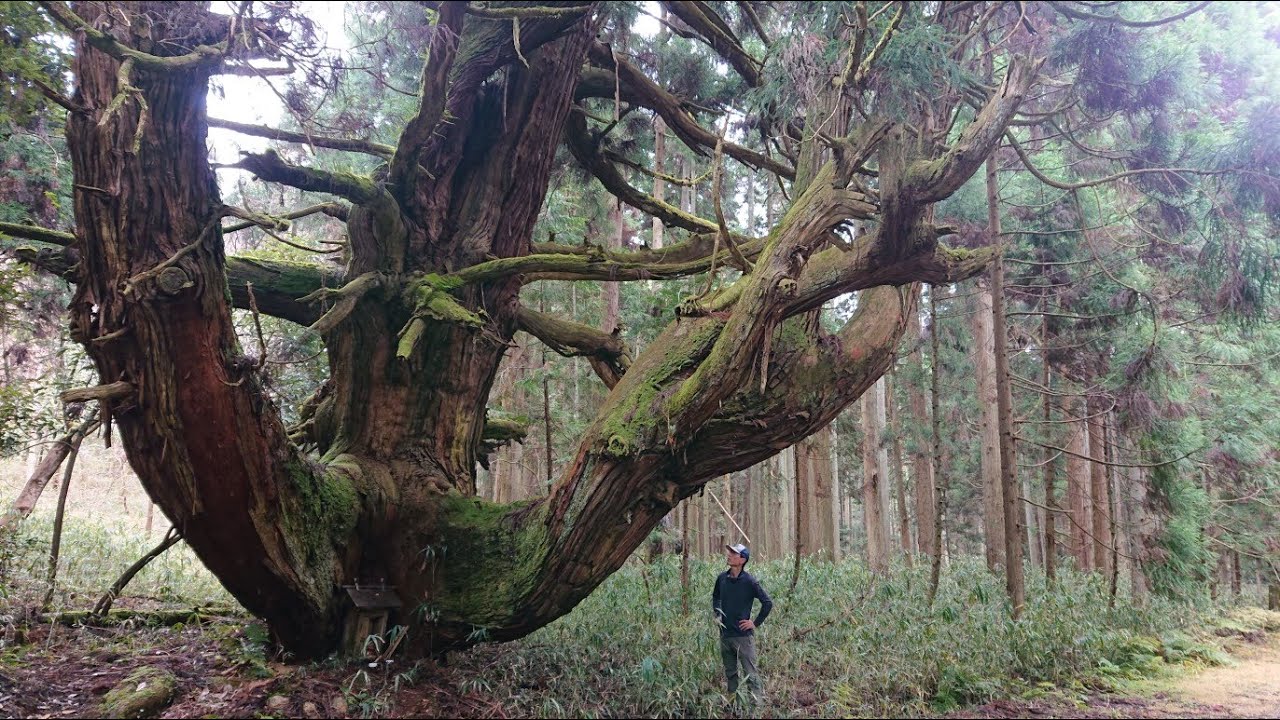 山の木　古木 巨木／滋賀】上古賀の一本杉 ／giant tree - YouTube