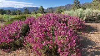 Salvia pachyphylla