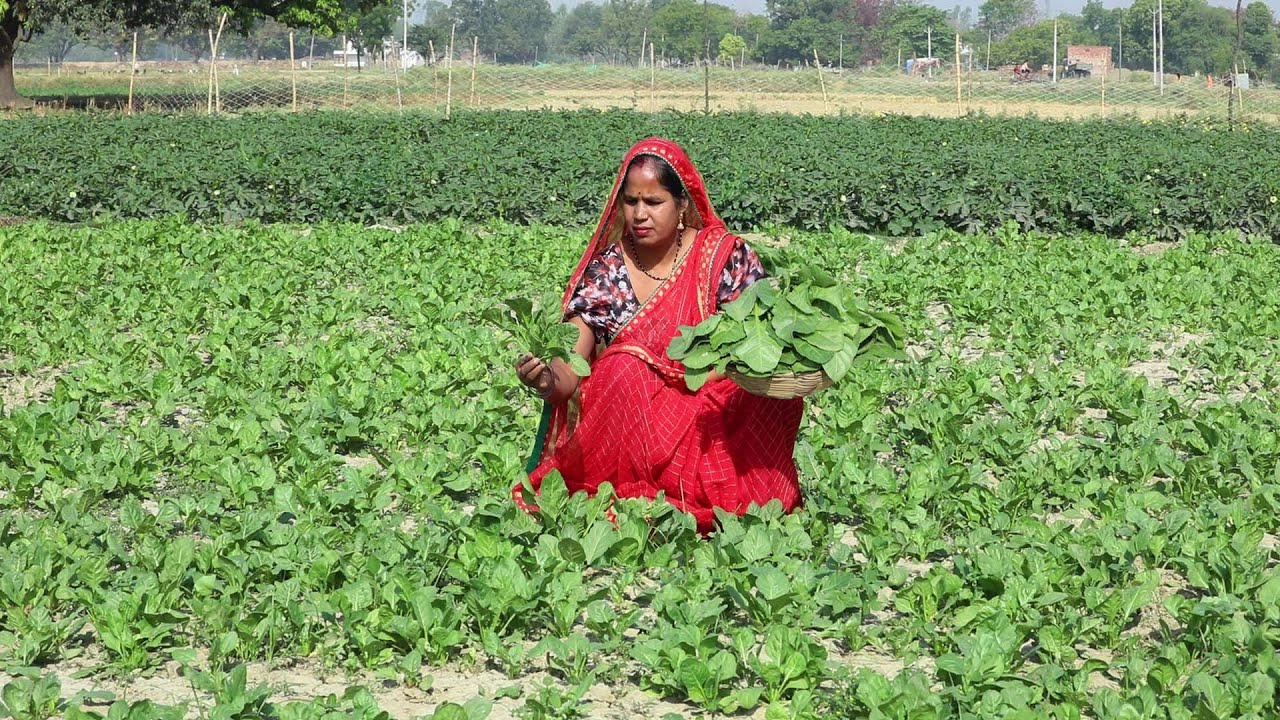 पालक और बेसन से बनाएं गट्टेदार सब्जी जिसे देखते ही मुंह में पानी आ जाये || Palak ki gattedar sabji