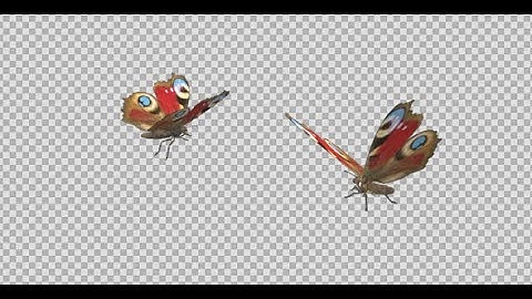 Flying Butterflies - Peacock Pair - Transparent Loop