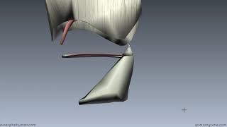 Muscles of the Larynx Part 2 3D Anatomy Tutorial.136