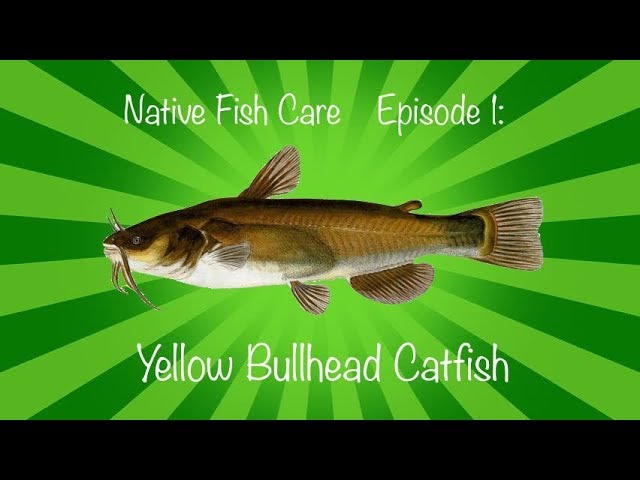 Native Fish Care Episode 1: Yellow Bullhead Catfish 