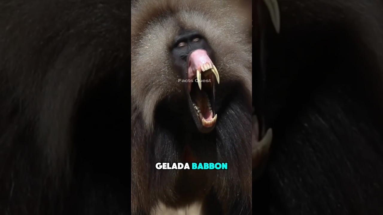 Most dangerous monkeys in the world 😳. 