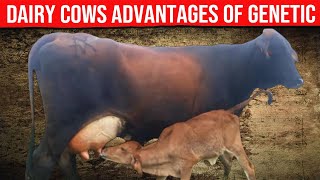 🔴 DAIRY COWS Advantages Of Genetic Improvement ✅ Biggest Bulls And Cow