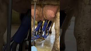 Cow milk production 32L #cow #plese_subscribe_my_channel #youtubeshorts #farming #dairyherd #cowmilk