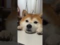 鼻ヒクヒクイッヌ