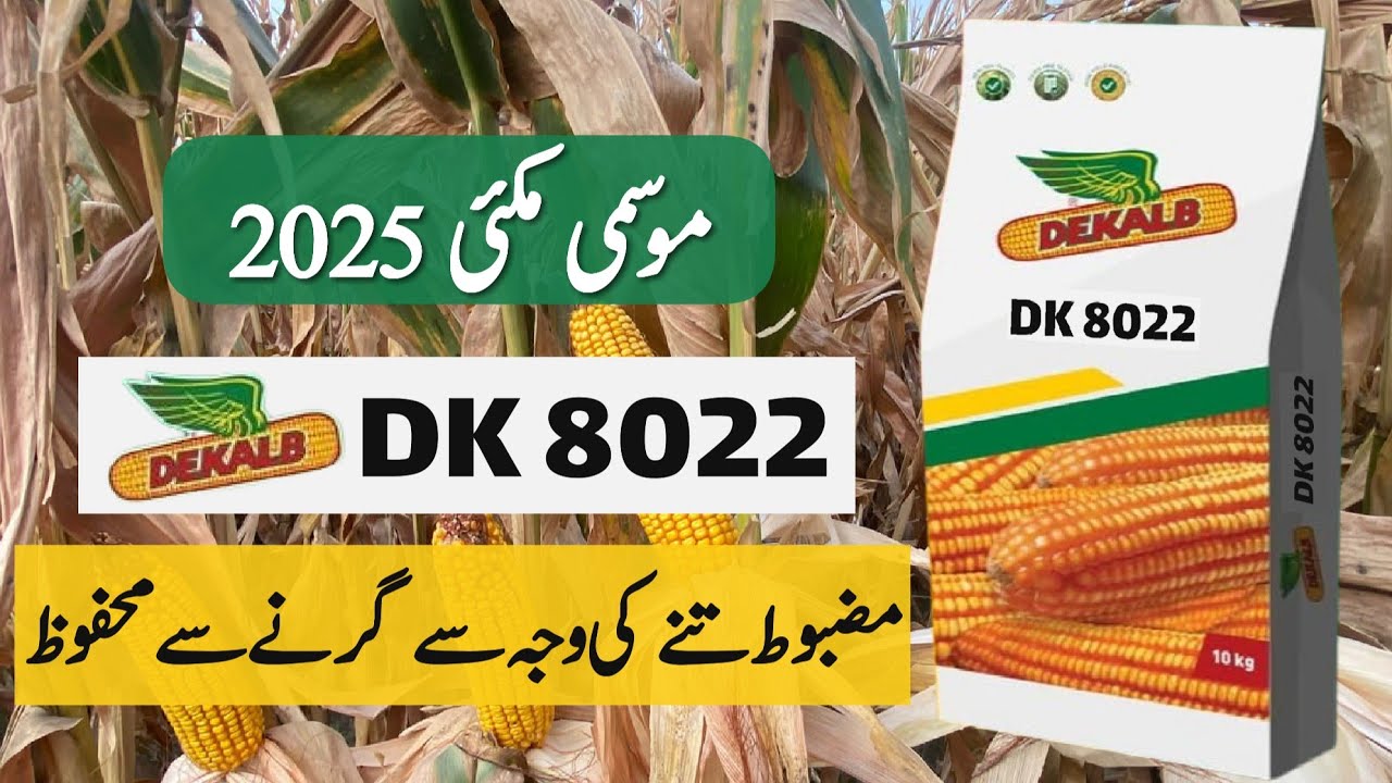 Salient Features of DK 8022 Hybrid Corn Seed || Best Autumn Season Maize Seed || Crop Informer