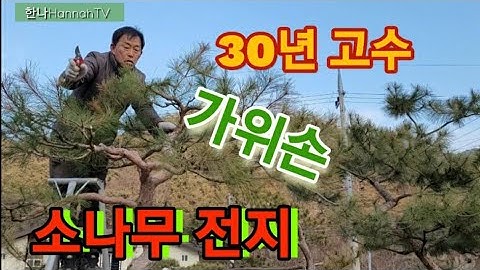 #소나무 전지 30년경력자의 노련한 가위손