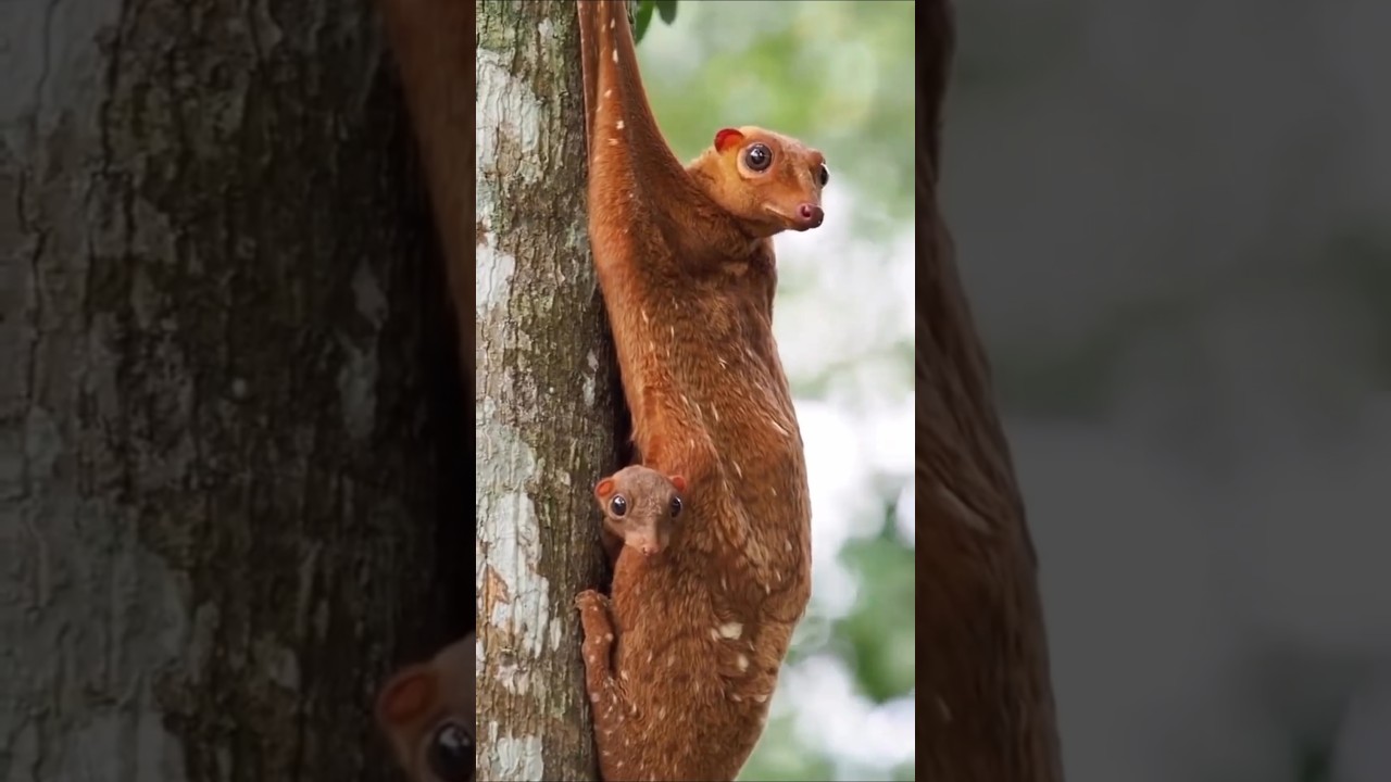 The Sunda colugo, also known as the Sunda flying lemur