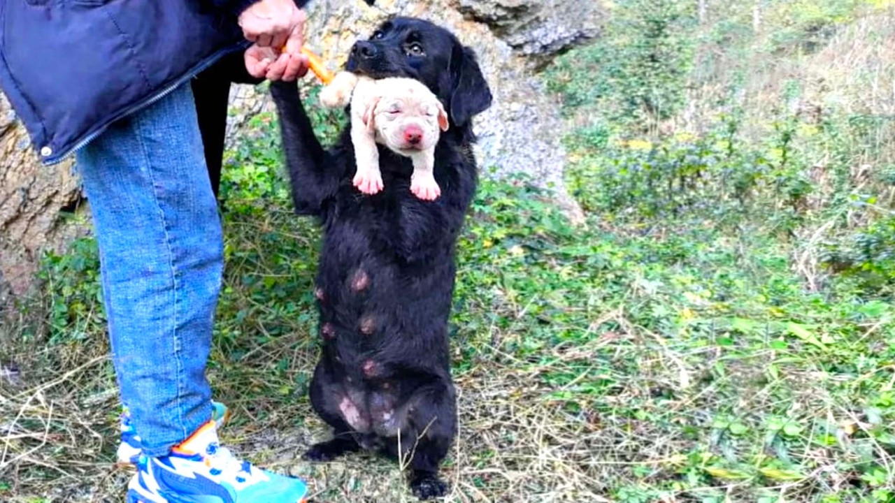 После первой встречи с новой собакой произошло нечто неожиданное. 🐶🐕❤️❤️