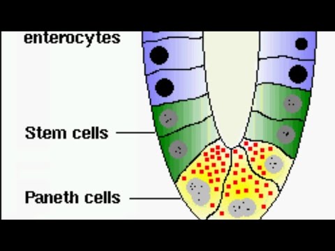 Small intestine,Histo (Paneth cell& M cell),part 2,2nd yr medical