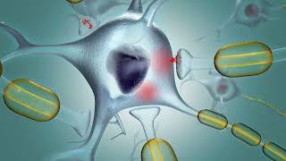 Membrane Potential: Graded and action potentials