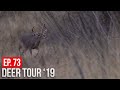 RUTTING COUES BUCKS - TED GETS HIS SHOT!