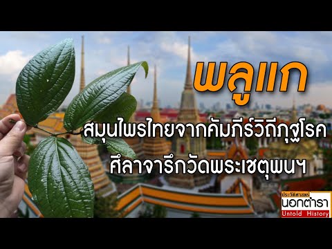 วีดีโอ: การปลูกสมุนไพรสืบ - ข้อมูลเกี่ยวกับการใช้สมุนไพรสืบและการดูแล