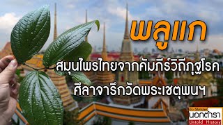 จากภูมิปัญญาแพทย์แผนไทย สู่การใช้สมุนไพรรักษาโรคสะเก็ดเงิน | ประวัติศาสตร์นอกตำรา EP. 148