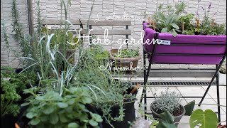 秋ハーブの寄せ植え 次の年も楽しめるハーブの紹介 育てやすく魅力的な多年草 Youtube