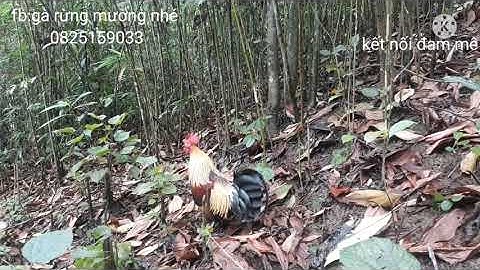 bẫy gà rừng cuối mùa sáng 3/6/2021 mồi chuối f2 vẫn chơi ok @ketnoiamme1275