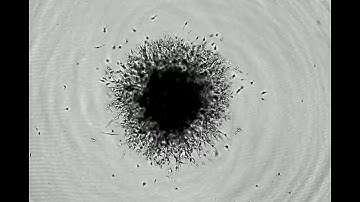 Incucyte® Case Study  Single Spheroid Invasion Assay live cell analyzer 단백질 항체 세포배양 세포치료제 면역세포