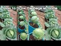 How to Grow Cabbage in Pots at Home / Nice Growing for Beginners