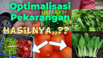 26. PANEN DI PEKARANGAN RUMAH ‼️ HARVEST IN THE HOME YARD