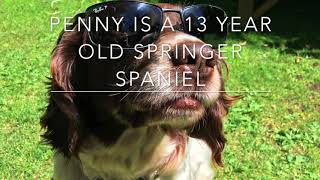 Super Smart Springer Spaniel