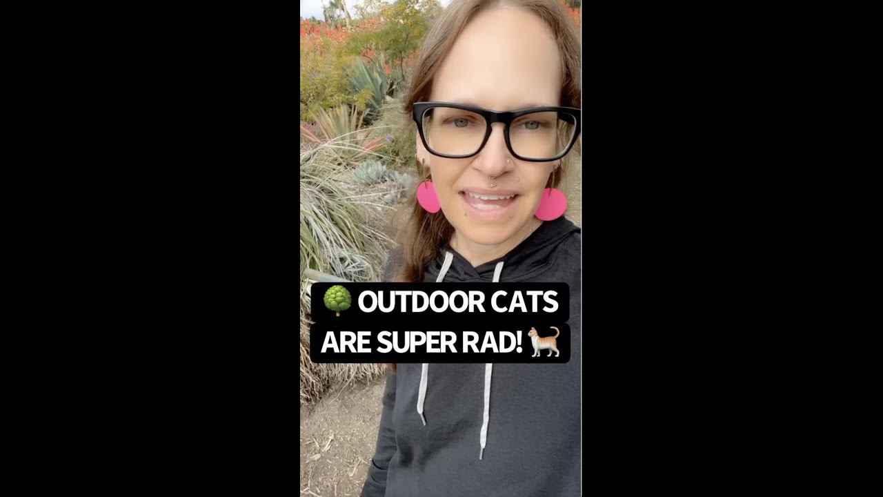 🌳 Say YES To Outdoor Cats! YouTube