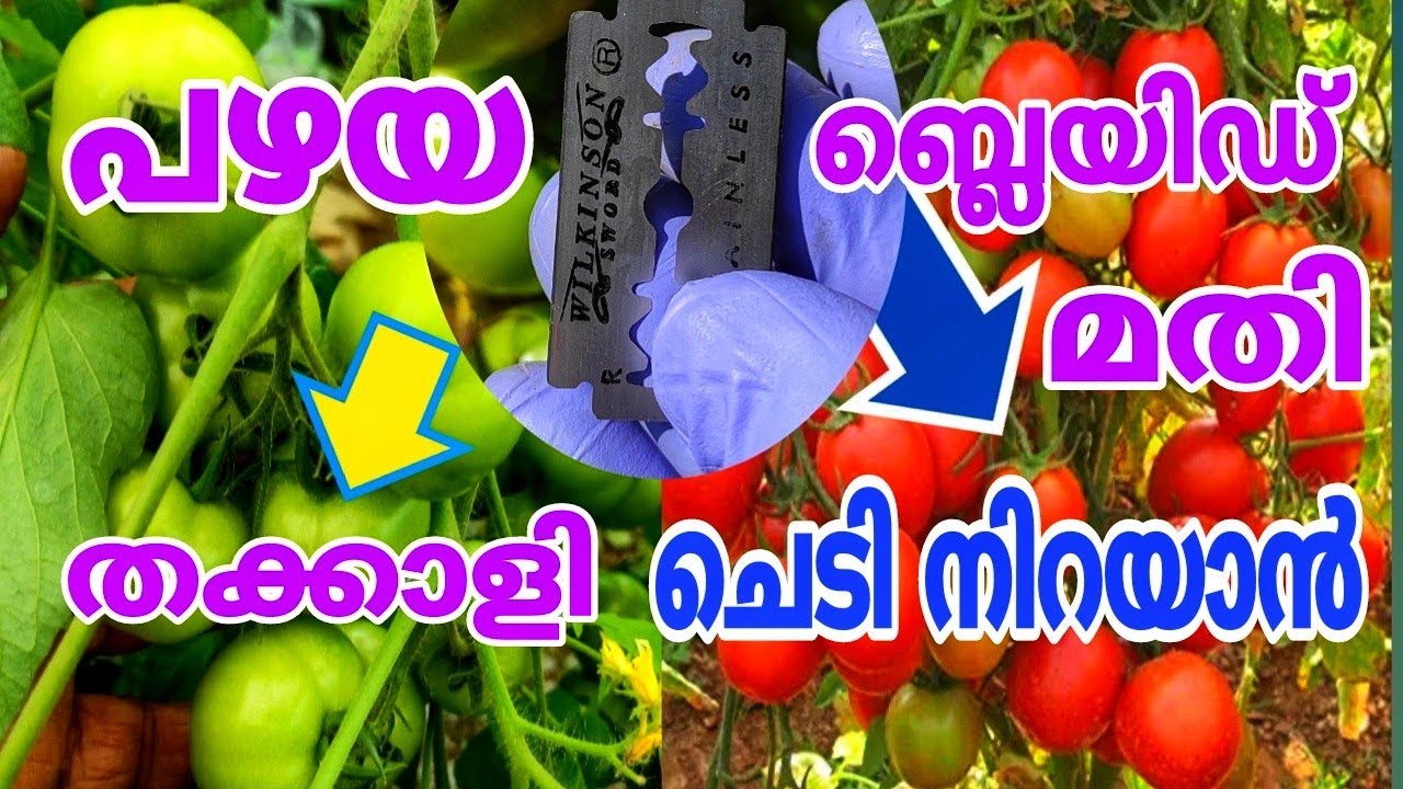 ഇങ്ങനെയും എളുപ്പവഴി ഉണ്ടായിരുന്നോ?? Thakkali krishi malayalam