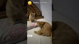 free persian cat adoption 2026 | adopt cute cats near you before they’re gone 🐱