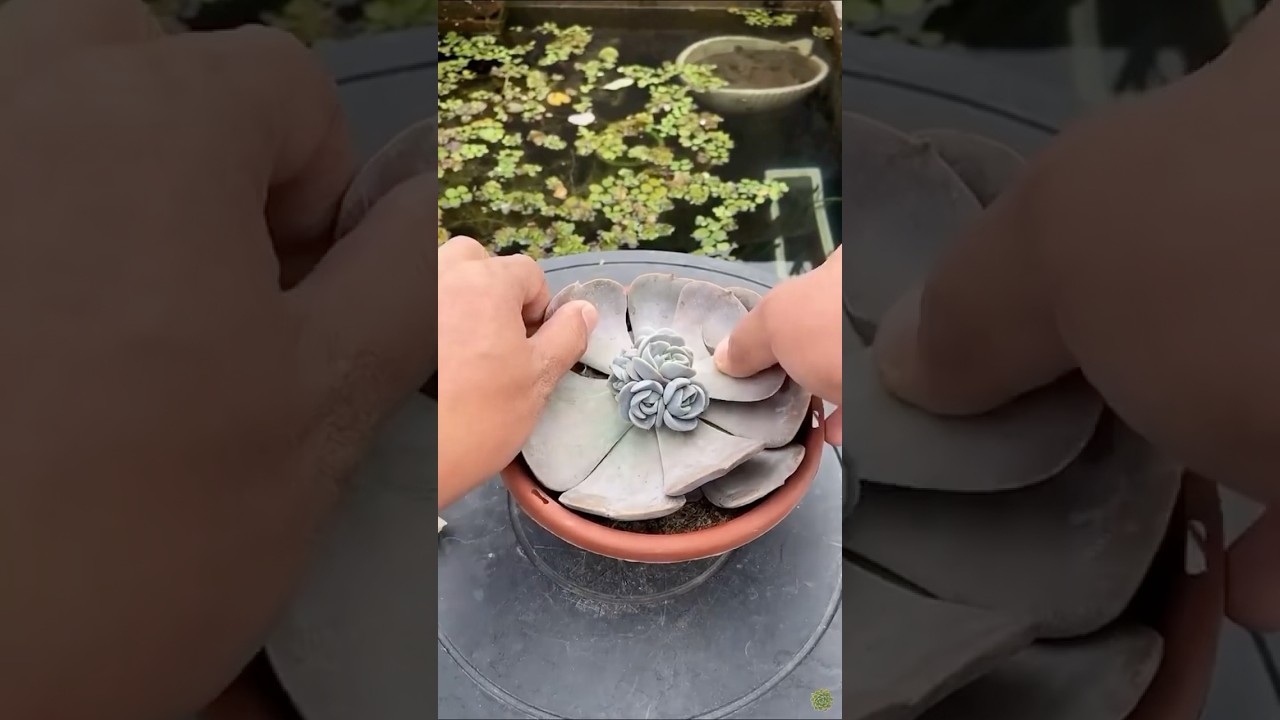 SKULENT RESTORASYONU VE ÇOĞALTMA İŞLEMİ | Bebek Skulentler 