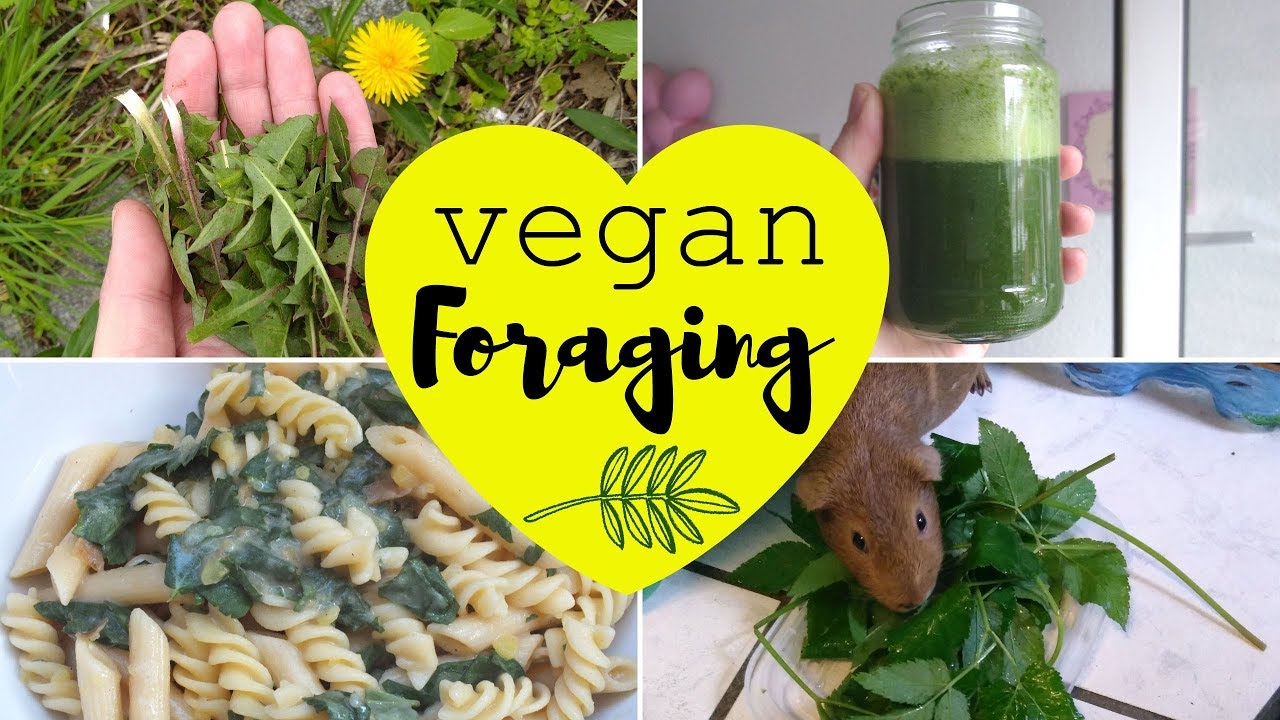 Edible Wild Plants I Forage🌿Vegan Wildcrafting🌿Plant Based Wild Food🌿Foraging