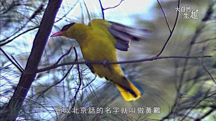 《大自然生趣》 EP18：鳥的大餐廳─榕果 - 天天要聞