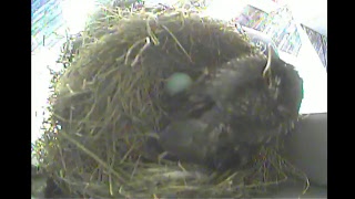 Robins' Nest Live Stream
