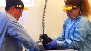How Do You Clean Your Owl