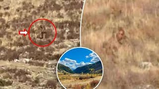 Bigfoot' caught on camera during couple's romantic getaway in Colorado