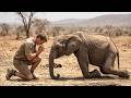A lost baby elephant begged a man for help, and what happened next was shocking.