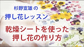 押し花乾燥シートの失敗例と注意点 標本風押し花フレーム Youtube 押し花乾燥シートの失敗例と注意点 標本風押し花フレーム Youtube
