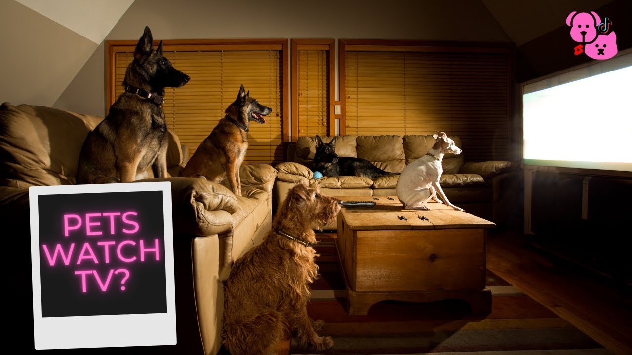 Pets Watch TV Compilation - Try not to laugh