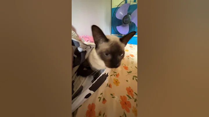 Watch the video about Pillow 😺 #jangjangdaily #siamese #prettycat #pillow #cutecat