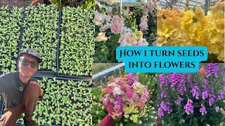 Growing Spring Flowers From Seeds Tutorial