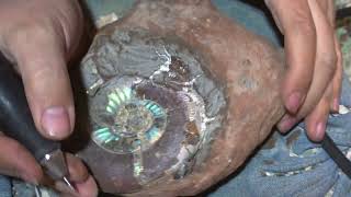 Rainbow Opalized Ammonite