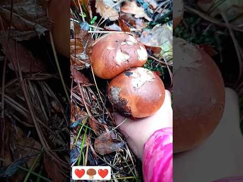 ❤️🍄‍🟫❤️#gribi #mushrooms #boletus #nature #porcini #fungi #grzyby #shorts #funghi #pilze #гриби