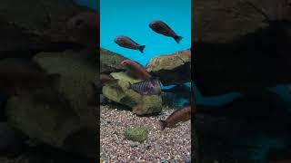 2018070 Tropheus bio-tank record