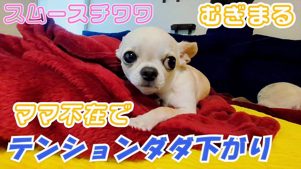 【スムースコート チワワ】ママがいないとこうなる💦パパのワンオペ（#27）
