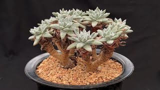 Dudleya gnoma White Sprite - Rare Succulents #1 - YouTube Dudleya gnoma White Sprite - Rare Succulents #1 - YouTube