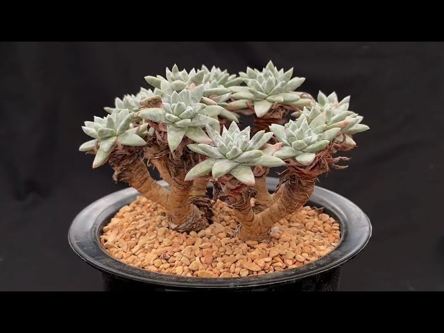 Dudleya gnoma White Sprite - Rare Succulents #1 - YouTube